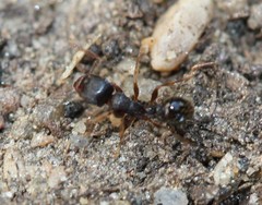 Tetramorium immigrans