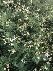 Raphanus raphanistrum