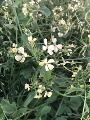 Raphanus raphanistrum