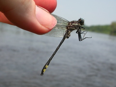 Phanogomphus quadricolor