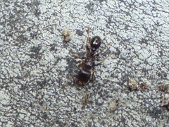 Tetramorium immigrans