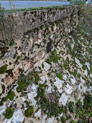 Lathagrium auriforme