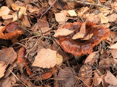Cortinarius trivialis