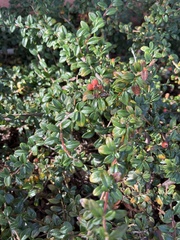 Cotoneaster × suecicus