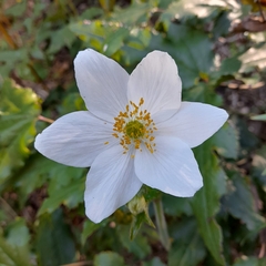 Knowltonia moorei