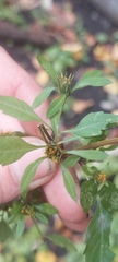 Bidens discoidea