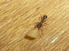 Tetramorium immigrans
