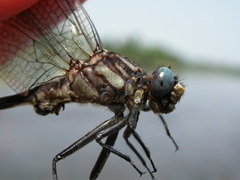 Phanogomphus quadricolor