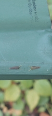 Bidens discoidea