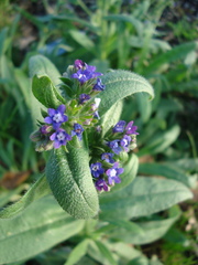 Anchusa officinalis