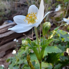 Knowltonia moorei