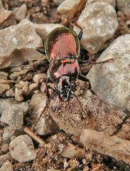 Pterostichus burmeisteri