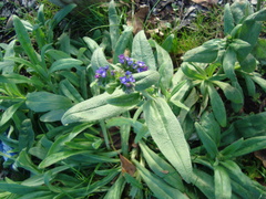 Anchusa officinalis