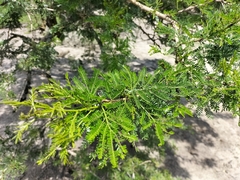 Vachellia robusta