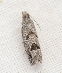 Pelochrista consobrinana