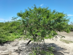 Vachellia robusta