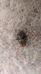 Chrysomya megacephala