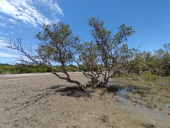 Avicennia marina