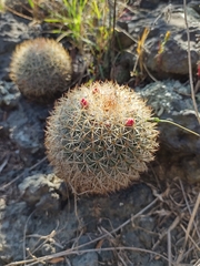 Mammillaria rhodantha