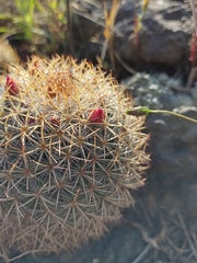 Mammillaria rhodantha