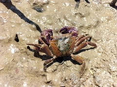 Metopograpsus thukuhar