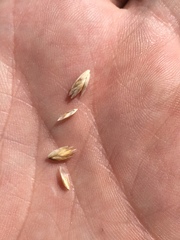 Poa cusickii