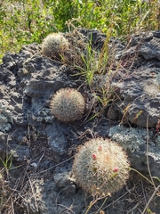 Mammillaria rhodantha
