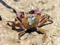 Metopograpsus thukuhar