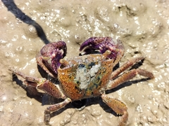 Metopograpsus thukuhar