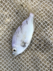 Eucinostomus gula