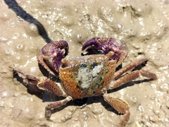 Metopograpsus thukuhar
