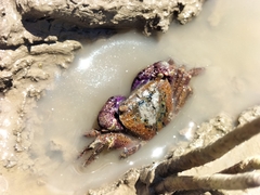Metopograpsus thukuhar