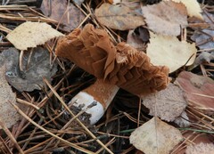 Cortinarius trivialis