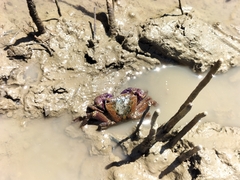 Metopograpsus thukuhar