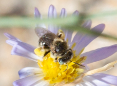 Anthophorula