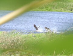 Plectropterus gambensis