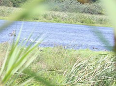 Plectropterus gambensis