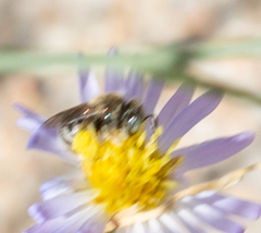 Anthophorula