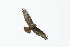 Buteo buteo