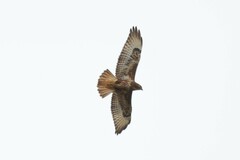 Buteo buteo