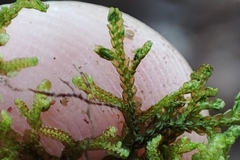 Frullania tamarisci