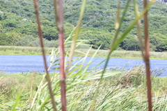 Plectropterus gambensis