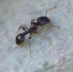 Tetramorium immigrans