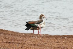 Alopochen aegyptiaca