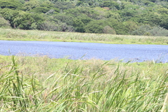 Plectropterus gambensis