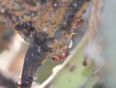 Tetramorium immigrans