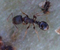 Tetramorium immigrans