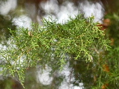 Chamaecyparis thyoides