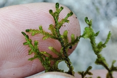 Frullania tamarisci