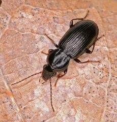 Pterostichus diligens